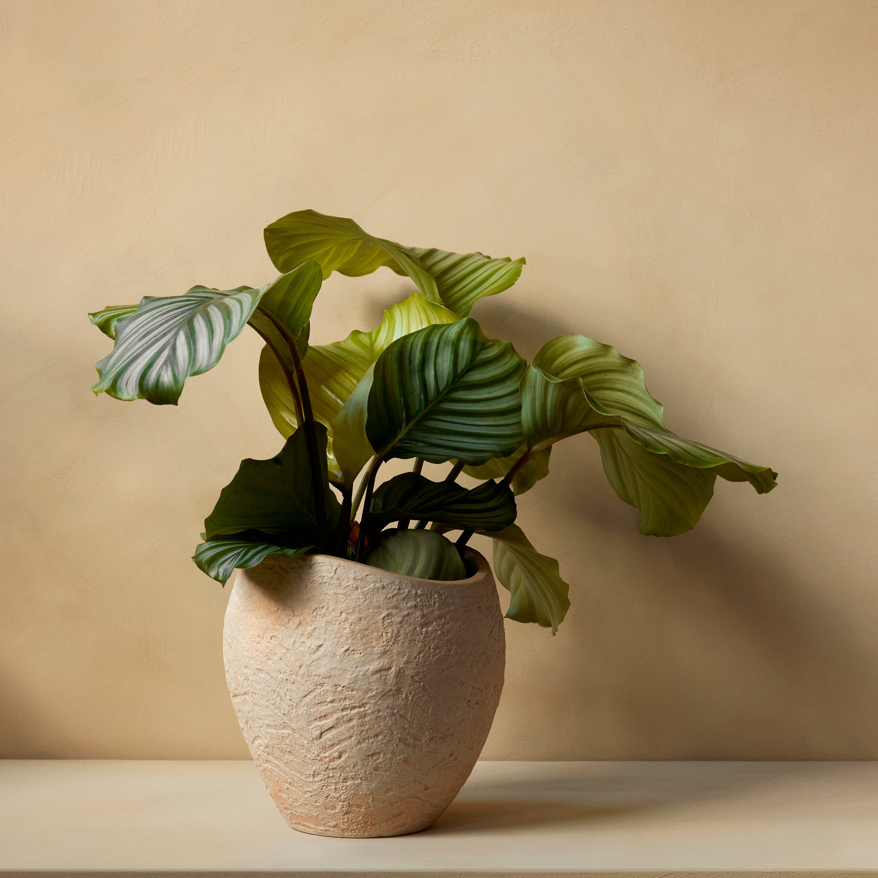 Plantas Planter